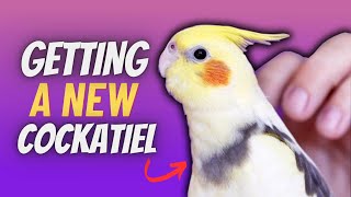 Everything You Need to Know Before Getting a Cockatiel | Compilation
