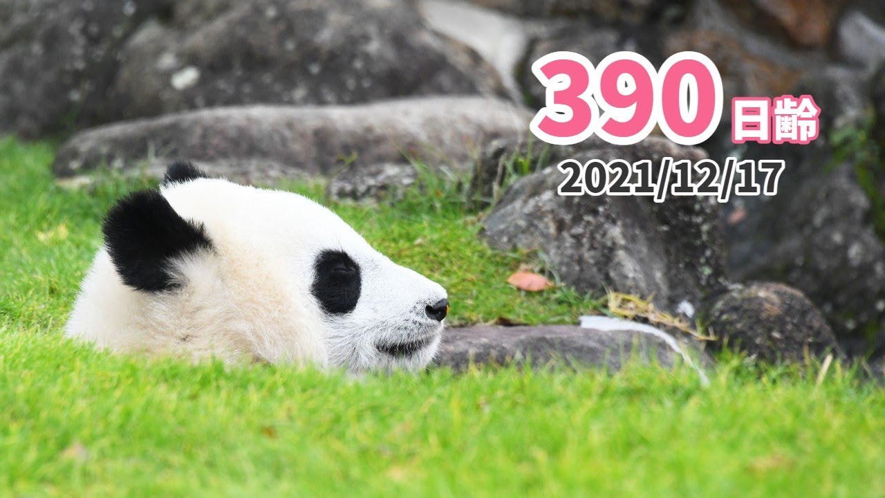 ジャイアントパンダ 楓浜 ふうひんみっけ 390日齢 Youtube
