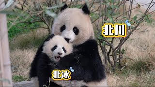 Download Lagu Mama Beichuan Can’t Stop Kissing Baby Beibing 🥹 MP3