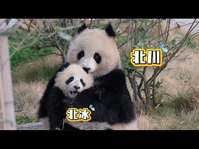 2026.01.20 今日のパンダ（4053日目）[8K] - YouTube