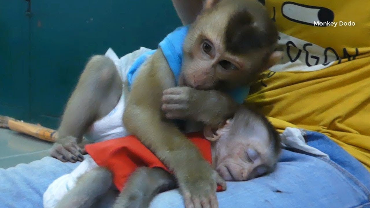 Smart Brother Try Disturb Tiny Monkey When Deep Sleeping - YouTube