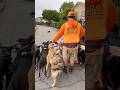 DOGEX: How to pass CATS with a pack of dogs pt42 #cat #dog #catsanddogs #dogreaction