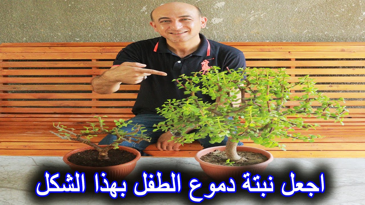 ازرع نبتة دموع الطفل بهذه الطريقة لتحصل على هذا الشكل