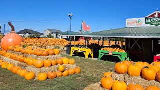 Wilkerson Farm,  Fall Fair. Pumpkin Patch #utah#fallfair#orem