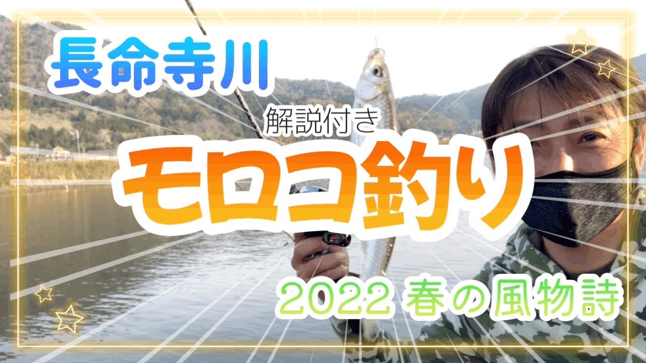 春の風物詩～長命寺川モロコ釣り～桜が散る前に釣りたい編～