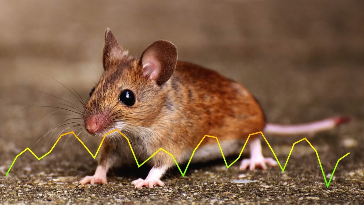 L'échographie détruit les souris et les rats | Répulsif anti-souris | Répulsif contre les rongeurs |