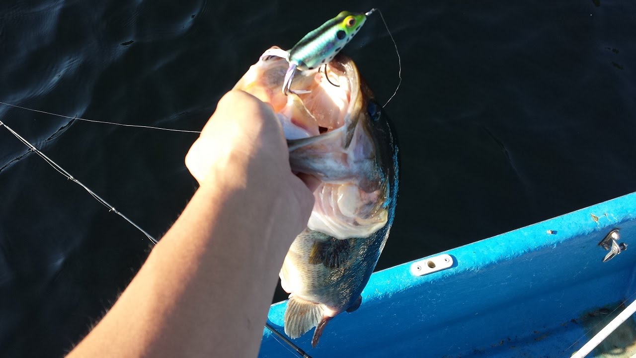 Huge Bass Eats Topwater Frog YouTube