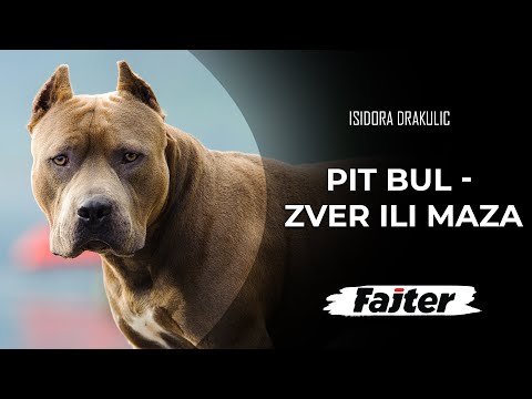 Video: Izrada kontakt s očima s psima