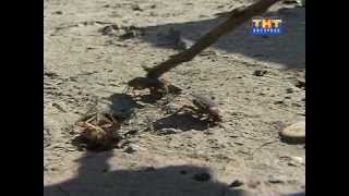 Тараканы 2013.04.03 Тараканы 2013.04.03