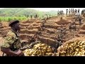 सोने की खानों की अनूठी दुनिया | Gold Mines - The Gold Miners Mining and processing Gold ore