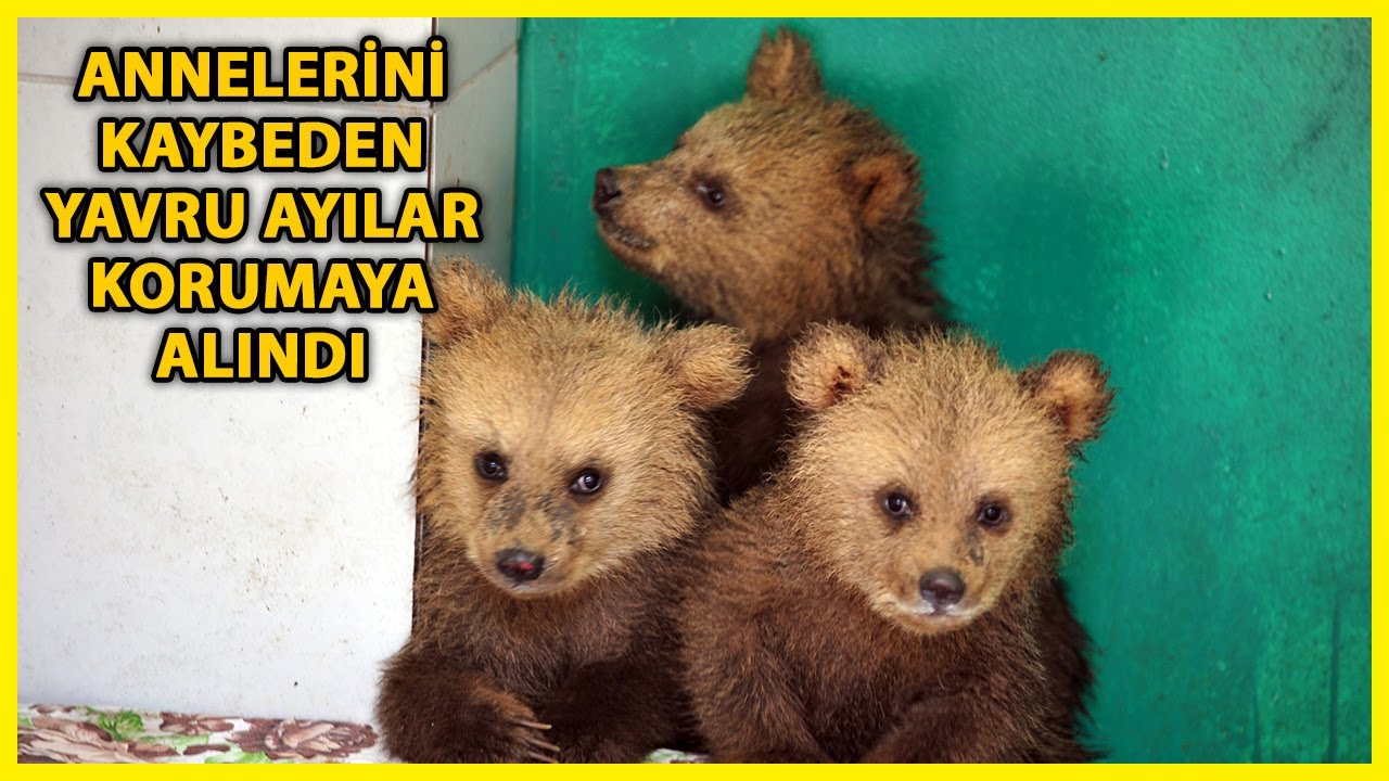 Giresun'da Bulunan 3 Yavru Ayının Yeni Yuvaları Bursa