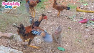 Pity orphan baby monkey screaming when big chicken fighting him but so funny video