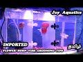 Flowerhorn fish grooming in tamil | Imported flowerhorn for low price | Joy Aquatics