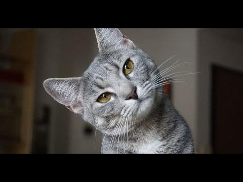 BEST CAT FOOD FOR KITTENS | Best Budget Review