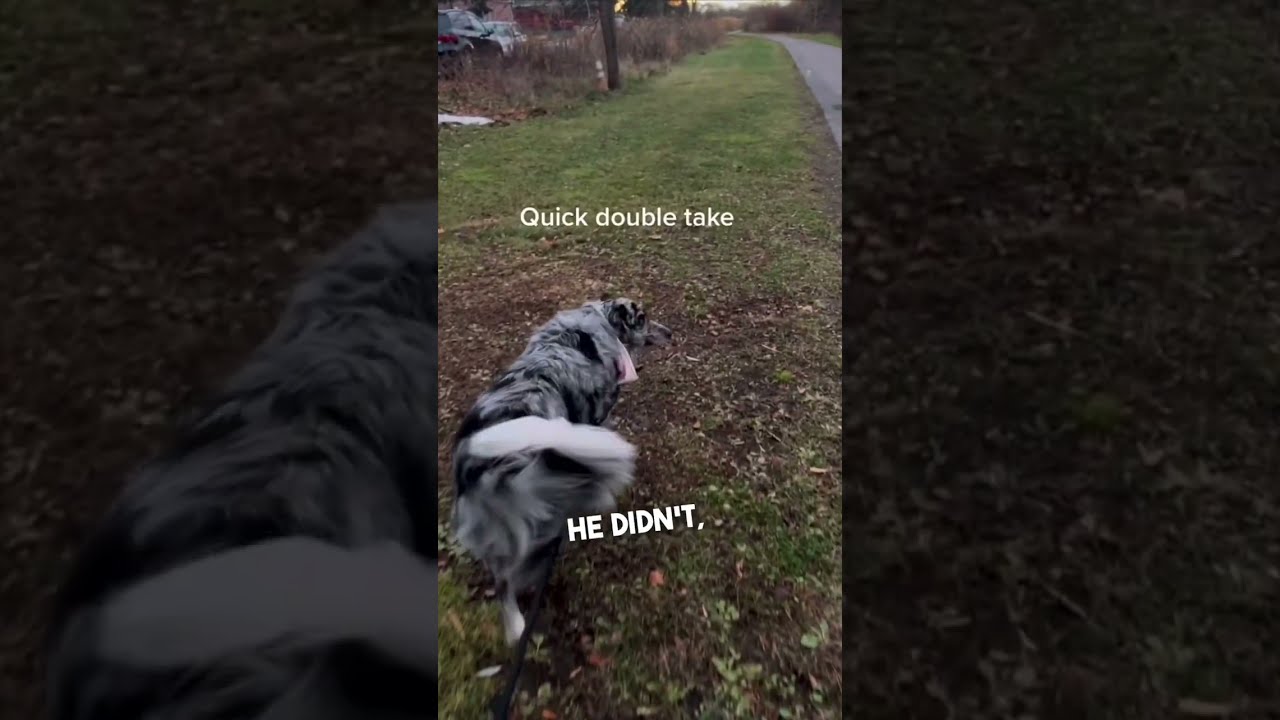 Dog Recognizes Her In Public After Not Seeing For 6 Months 