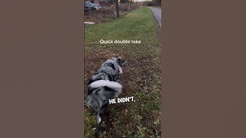 Thumbnail of Dog recognizes her in public after not seeing her for 6 months 👏❤️