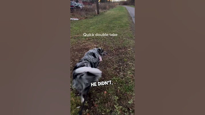 Dog recognizes her in public after not seeing her for 6 months 👏❤️
