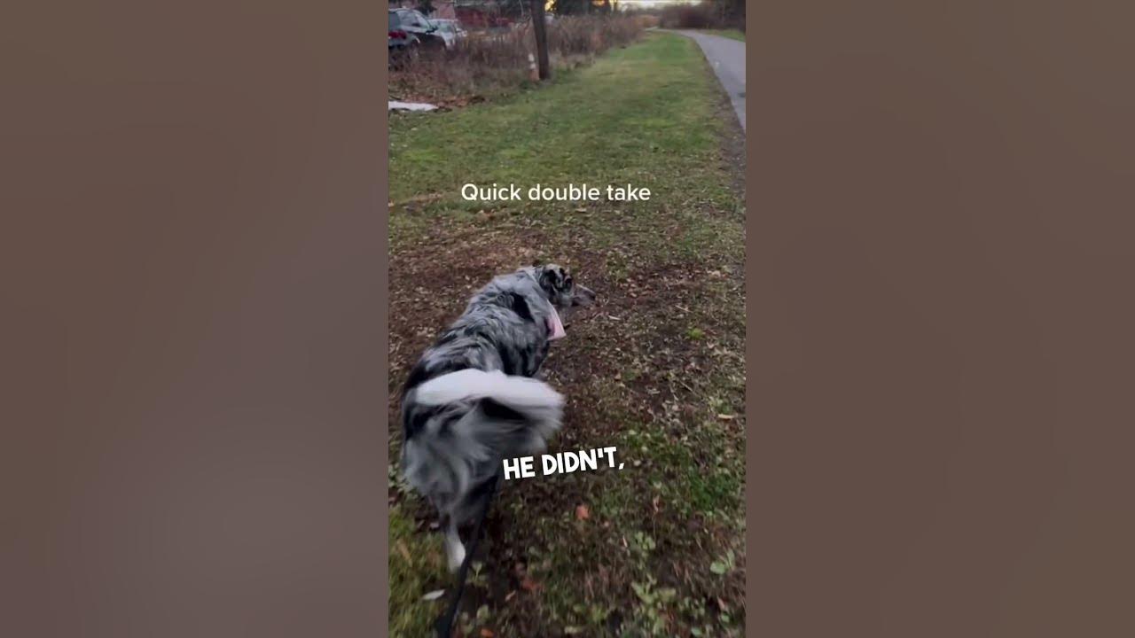 Dog recognizes her in public after not seeing her for 6 months 👏❤️