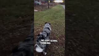 Dog recognizes her in public after not seeing her for 6 months ❤