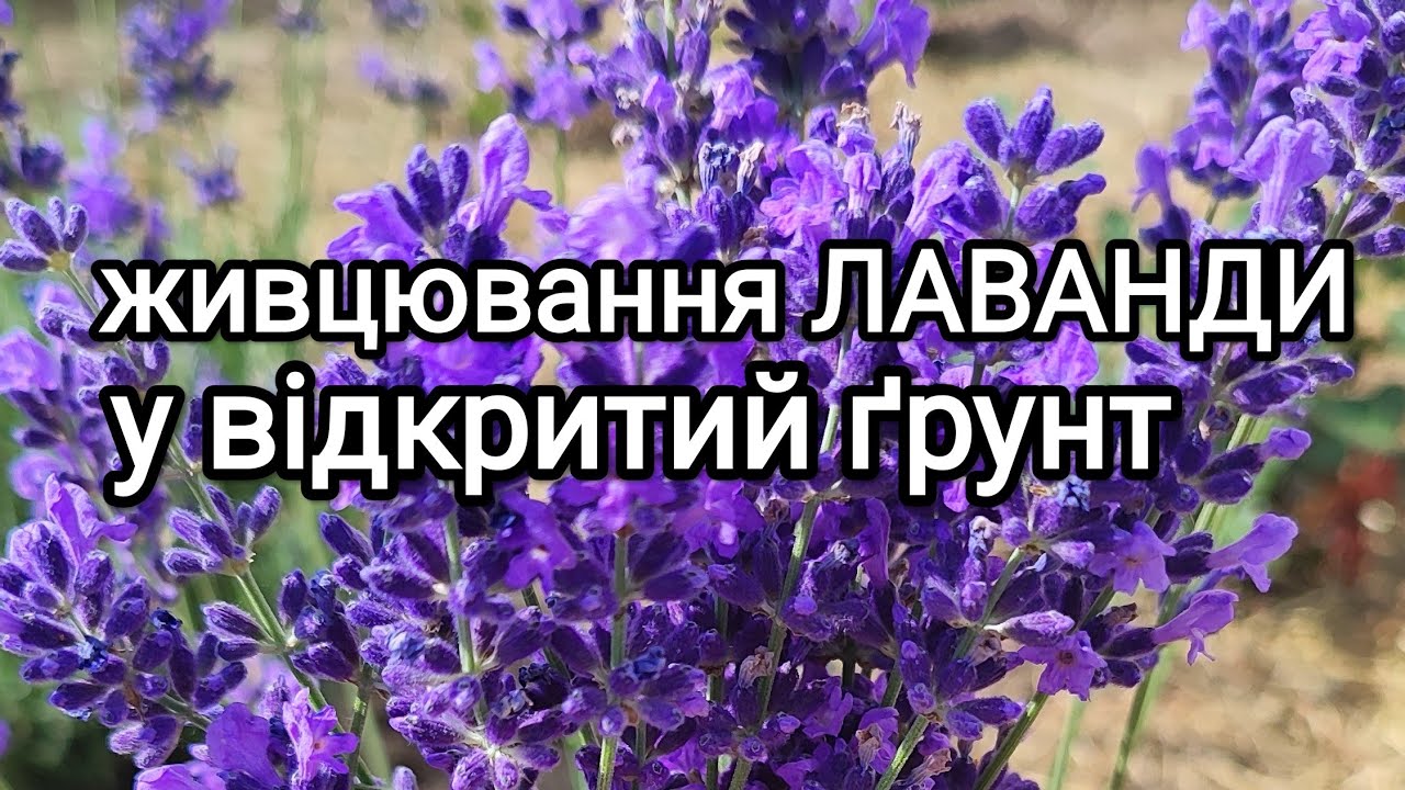 Як отримати багато кущів лаванди. Живцювання лаванди весною #лаванда#розмноженнялаванди