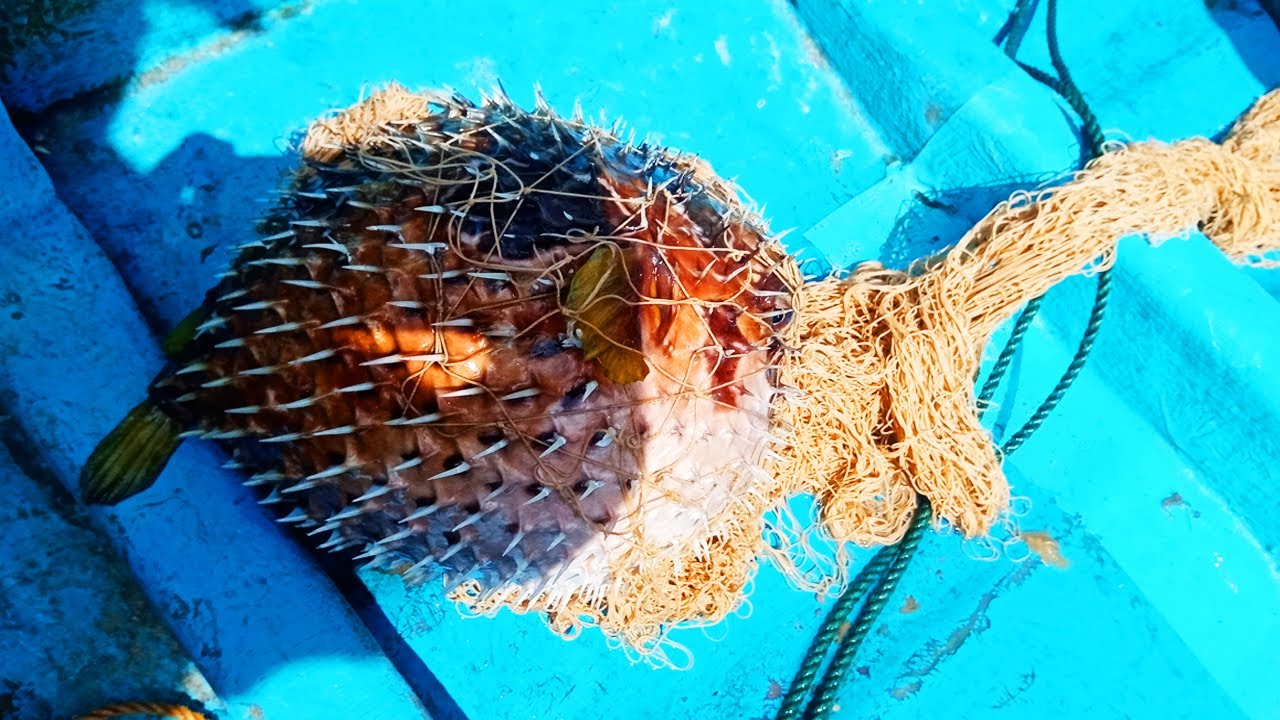 Pufferfish Catching ( Fish Catching In Sea) YouTube