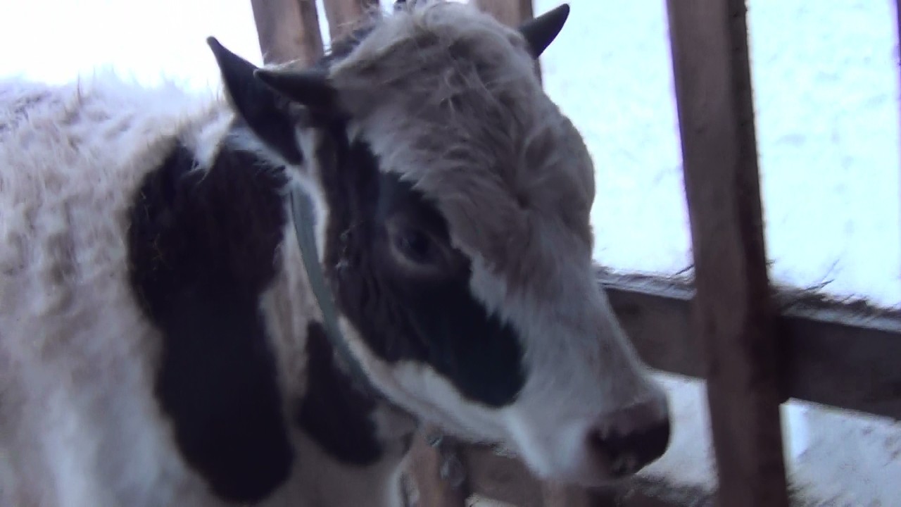 будни в деревне