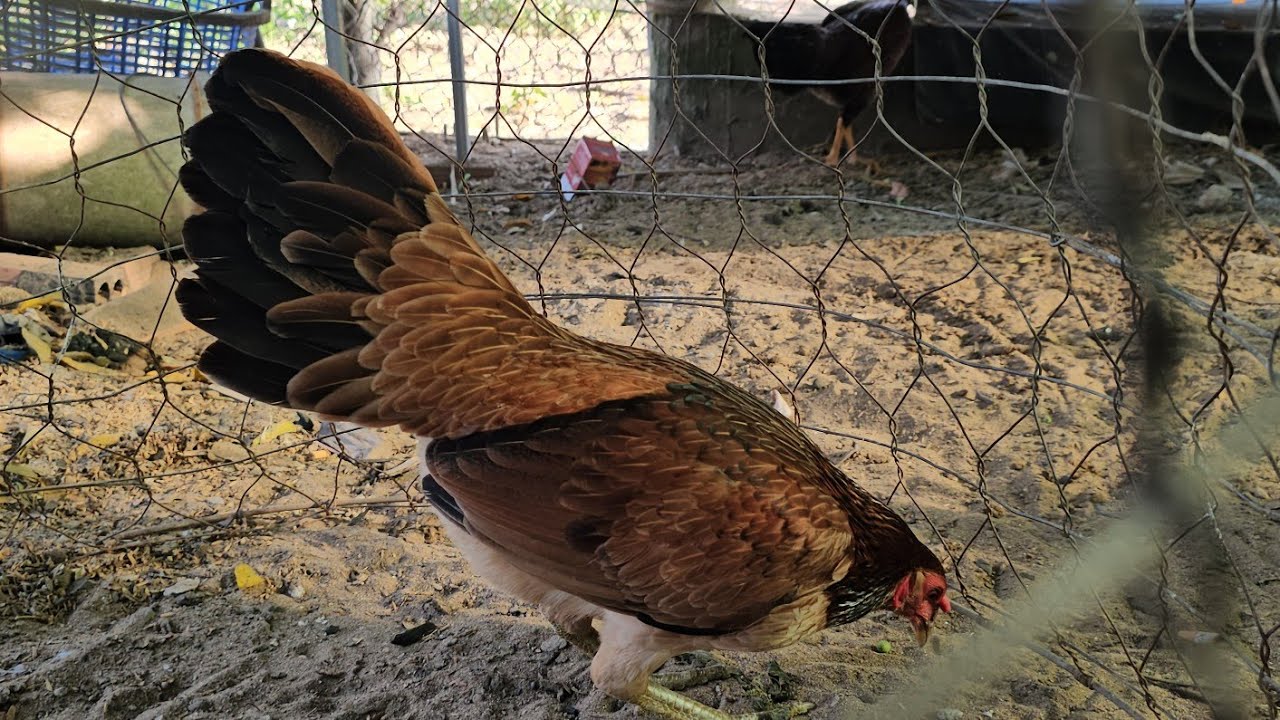 16/1.top 6 mái nòi hàng víp ae xem hợp. lh.@335/819/775.