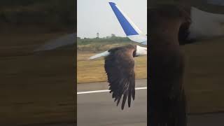 eagle flying with flight #funny #viral
