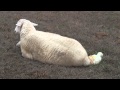Katahdin sheep birth