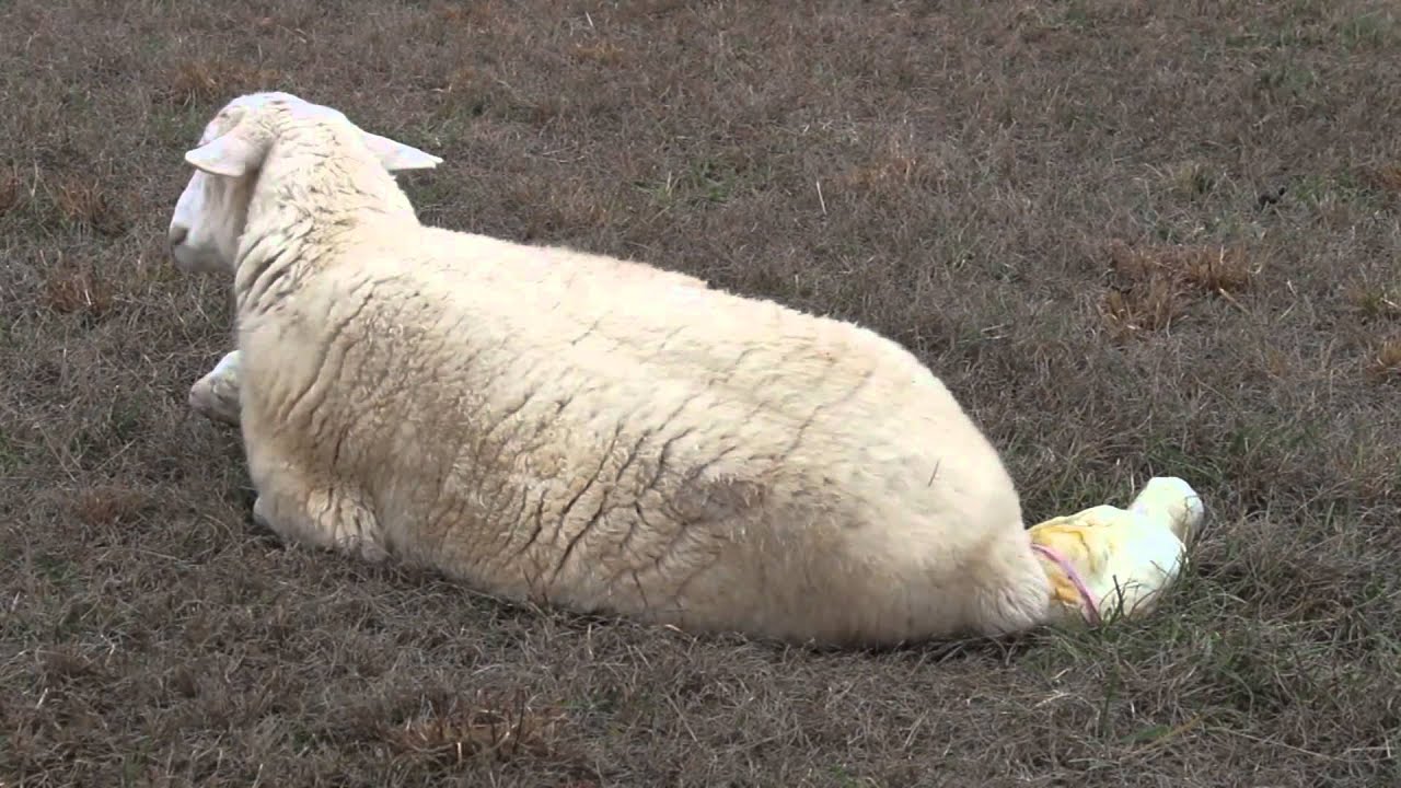 katahdin-sheep-birth-youtube