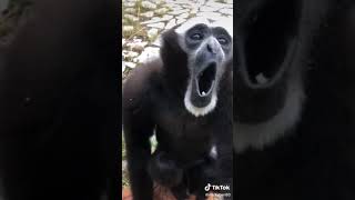 suara monyet siamang | suara monyet lucu | monkey