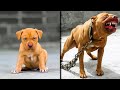 Before  after animals growing up incredible animal transformations