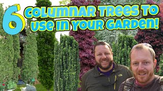 Top 6 Columnar Plants For Your Garden Landscape!