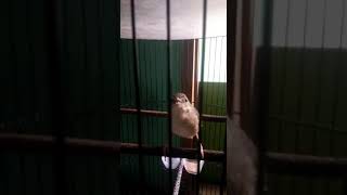 Download Lagu Cigun beren MP3