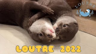 видео: Оглядываясь назад на 2022 год выдры LOUTRE! картинка: Оглядываясь назад на 2022 год выдры LOUTRE!