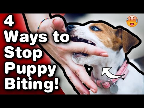 How To Get A Pit Bull Puppy To Stop Biting!