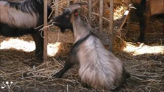 The goat sits like a dog / Козёл сидит как собака / נופארק, נוף הגליל