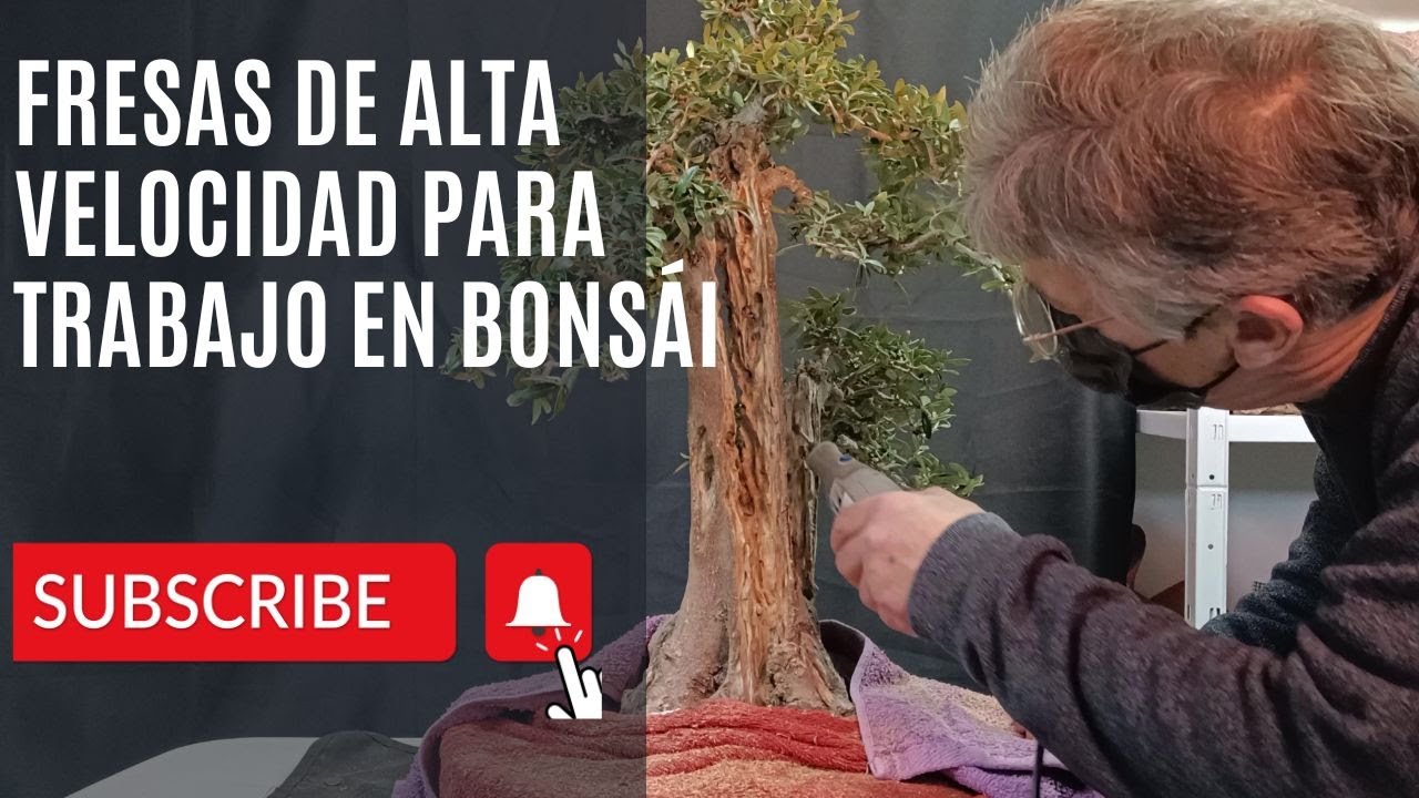 Fresas de alta velocidad indicadas en el trabajo de madera dura para trabajar en bonsái de olivo.