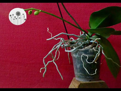 Wideo: Dlaczego korzenie sekwoi są inne?