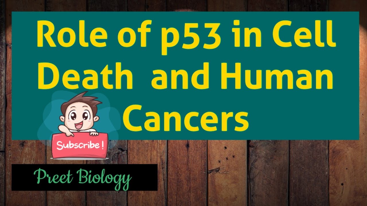 Role of p53 in Cell Death and Human Cancers - YouTube