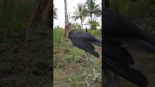 burung rawa terbesar ‼️ bangau tong tong #subscribe #shorot