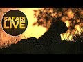 safariLIVE - Sunrise Safari - June 25, 2018