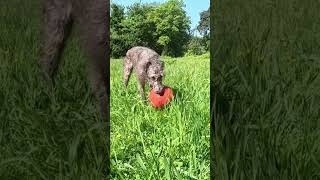 Dog playing with her favourite football, Lola the Bedlington Whippet