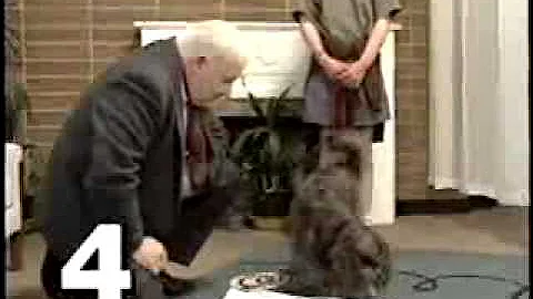 Testing Your Dog's IQ