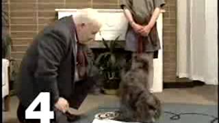 Testing Your Dog's IQ