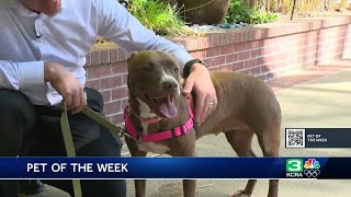 Pet of the Week for June 12: Meet Brownie