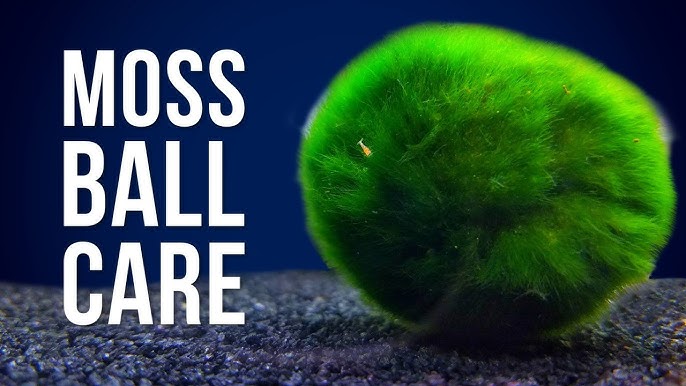 Marimo Moss Ball - Care Guide – Aquatic Arts