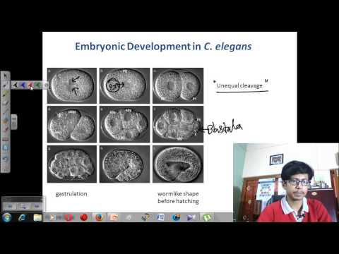Video: 3DMMS: Robuste Morphologische 3D-Membran-Segmentierung Des C. Elegans-Embryos