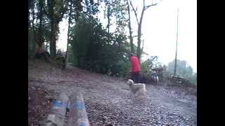 A little variation on restrained recalls - Bobi