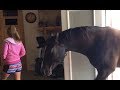 Horse walks inside house to chill with owner